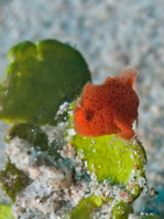 Lembeh frogfish - Nudiantennarius subteres - Lembeh Anglerfisch 